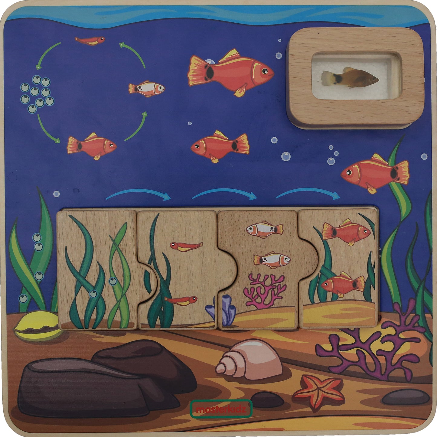Masterkidz Fish Life Cycle Handy Learning Board 小魚成長學習板 – MY SCHOOL BUS