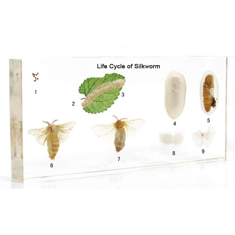Kindermatic Life Cycle of Silkworm Specimens 家蠶生長標本