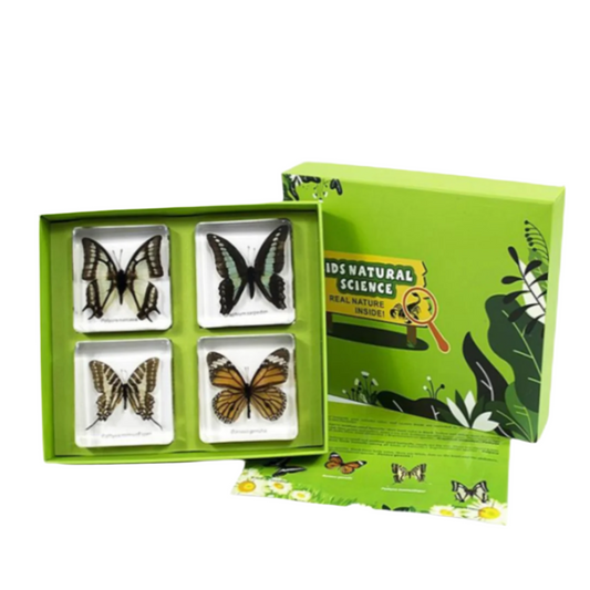 Kindermatic Butterflies Types Observation Set 蝴蝶類型觀察標本套裝