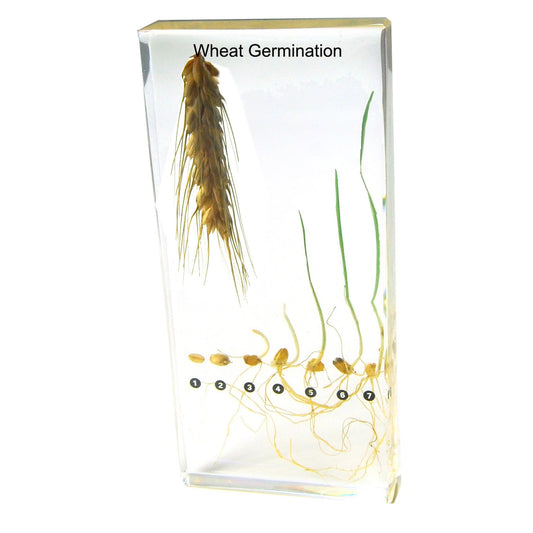 Kindermatic Wheat Specimen 水稻發芽過程標本