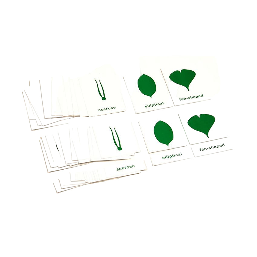 Kindermatic Montessori Nomenclature Cards For Botany Cabinet - PVC 蒙特梭利 樹葉櫃三段圖卡 英文