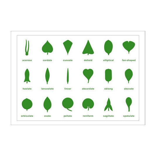 Kindermatic Montessori Botany Leaf Cabinet Control Chart Plastic English 蒙特梭利 樹葉控制卡片 塑粖製 英文