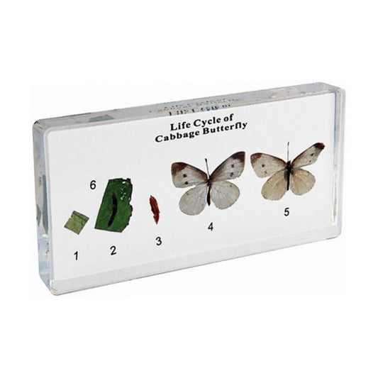 Kindermatic Life Cycle of Cabbage Butterfly Specimen 菜粉蝶成長標本