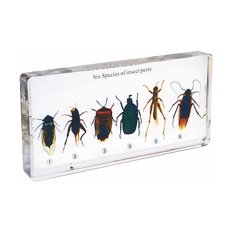 Kindermatic Six Species of Insect Pests Specimens 六種害蟲標本 – MY SCHOOL BUS